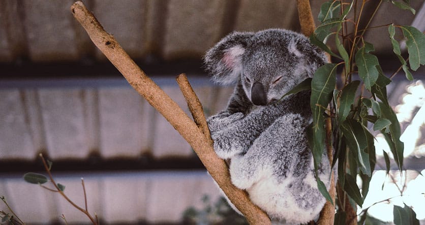koala-tree