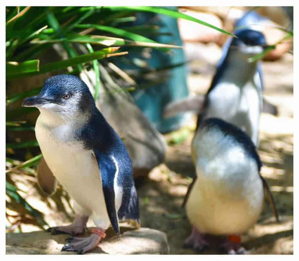 penguin-border